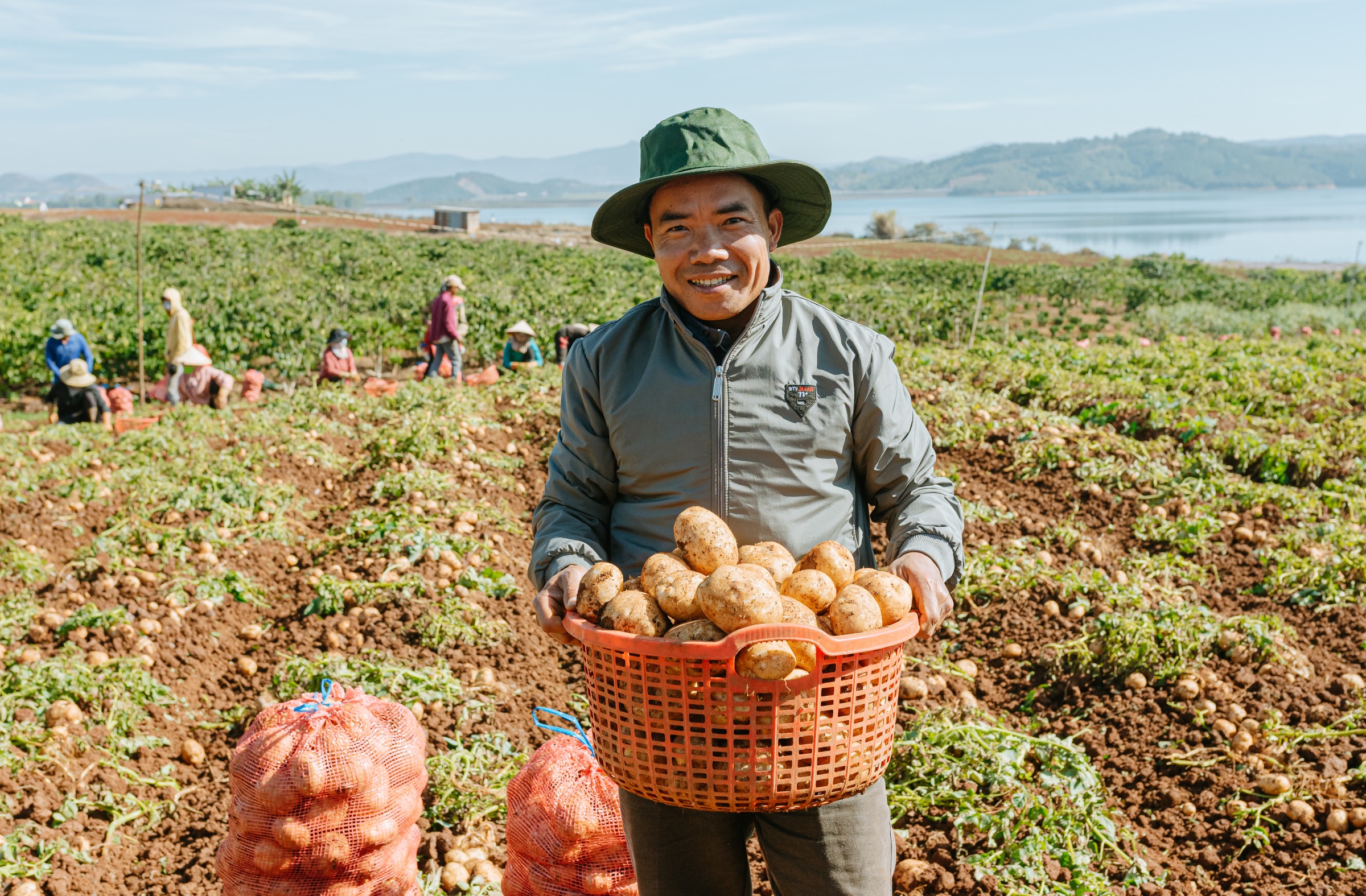 Ông Đặng Xuân Tĩnh đang thu hoạch khoai tây tại Đơn Dương (Lâm Đồng). Ảnh: Linh Đan