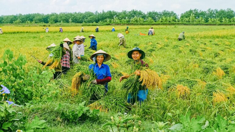 Cường cùng người nông dân xã Tiên Minh, huyện Tiên Lãng  thu hoạch lúa trên ruộng rươi vào năm 2022. Ảnh: Nhân vật cung cấp