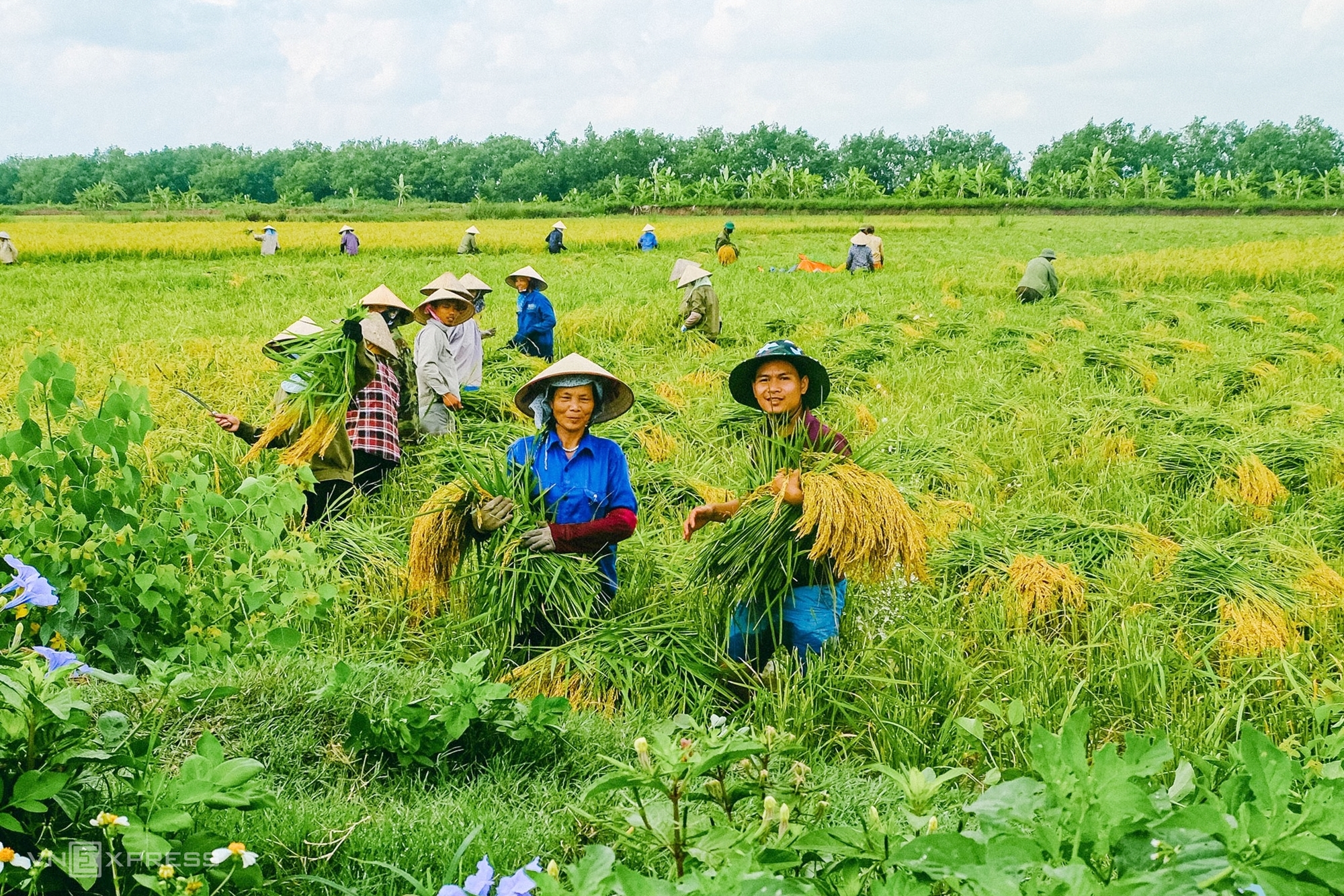 Cường cùng người nông dân xã Tiên Minh, huyện Tiên Lãng  thu hoạch lúa trên ruộng rươi vào năm 2022. Ảnh: Nhân vật cung cấp