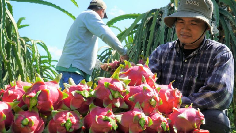 Thu hoạch thanh long tại nhà vườn ở Bình Thuận. Ảnh: Việt Quốc