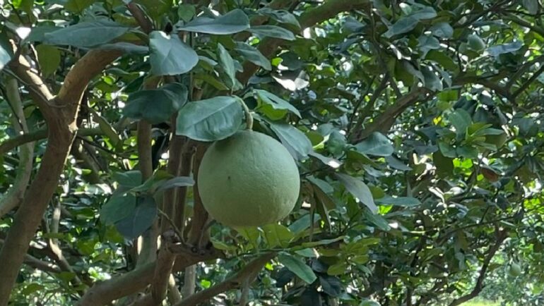 Bưởi da xanh giúp ông Tứ thu mỗi năm khoảng 2 tỷ đồng lợi nhuận. Ảnh: Hà An