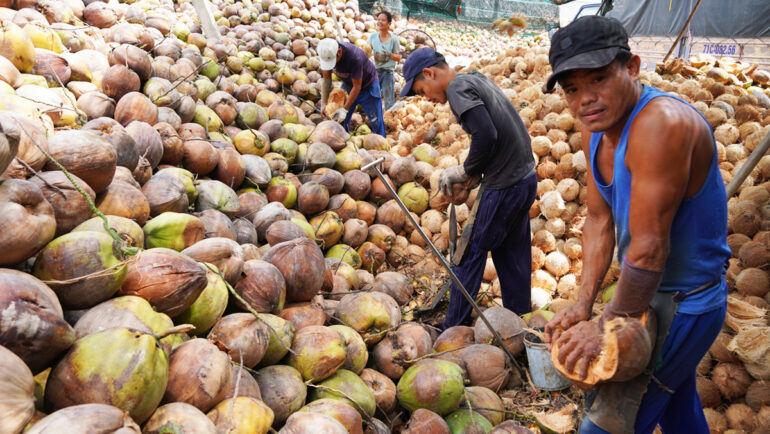 Nhân công lột vỏ dừa tại cơ sở thu mua huyện Giồng Trôm. Ảnh: Hoàng Nam