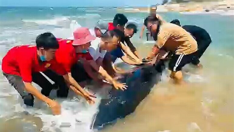Người dân lần thứ hai hợp sức cùng dìu cá voi ra khỏi vùng nước cạn. Ảnh: Cam Bình