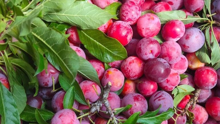 Mận cơm chín tại nhà vườn ở Sơn La. Ảnh: Lê Vân