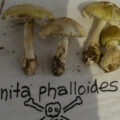 Nấm tử thần Amanita phalloides. Ảnh: Bkaounas/iNaturalist