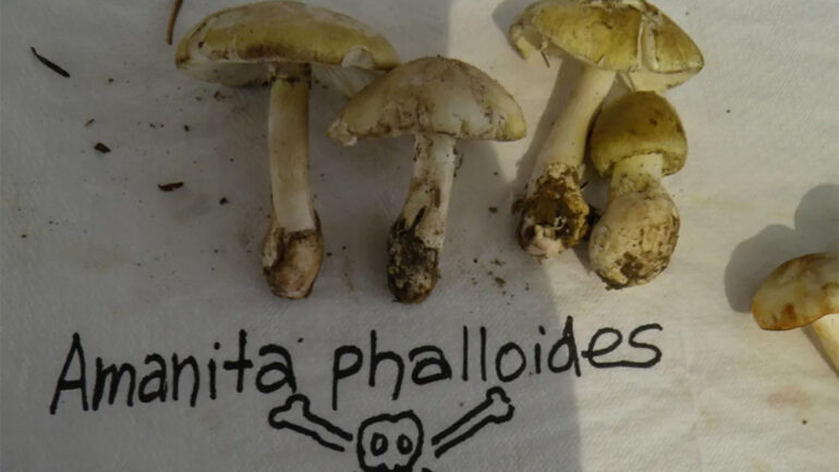 Nấm tử thần Amanita phalloides. Ảnh: Bkaounas/iNaturalist
