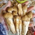 Nấm mối vừa được người người dân khu vực miền Đông đi hái và bán cho thương lái. Ảnh: Nga Lê