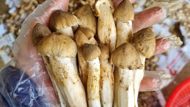 Nấm mối vừa được người người dân khu vực miền Đông đi hái và bán cho thương lái. Ảnh: Nga Lê