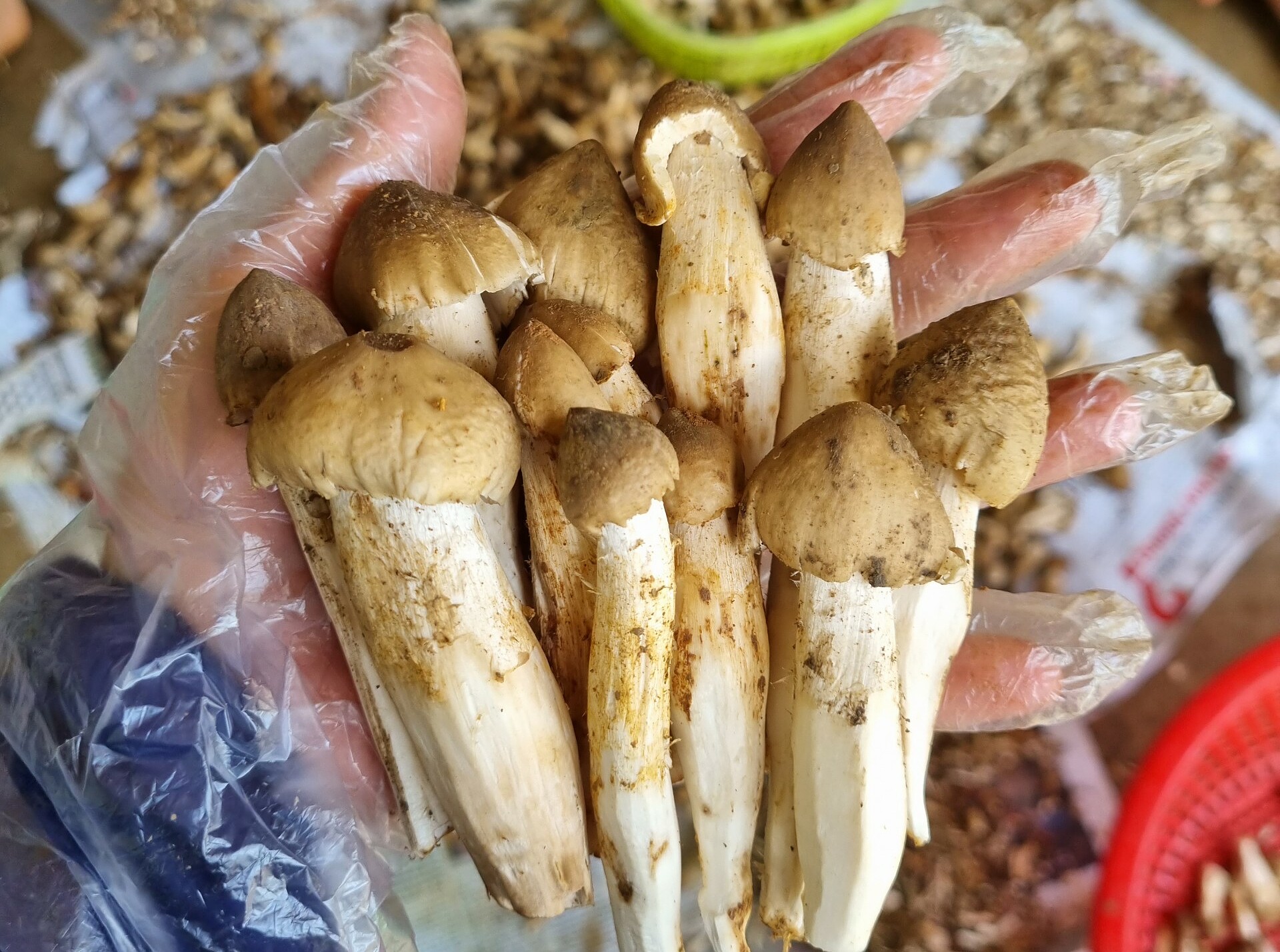 Nấm mối vừa được người người dân khu vực miền Đông đi hái và bán cho thương lái. Ảnh: Nga Lê