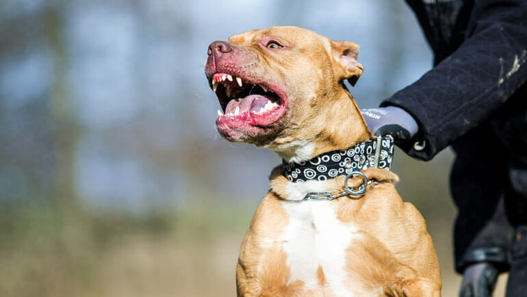 Pitbull là giống chó dữ bị cấm, hạn chế nuôi ở toàn lãnh thổ hoặc một số bang, của 49 quốc gia. Ảnh: Forum Daily