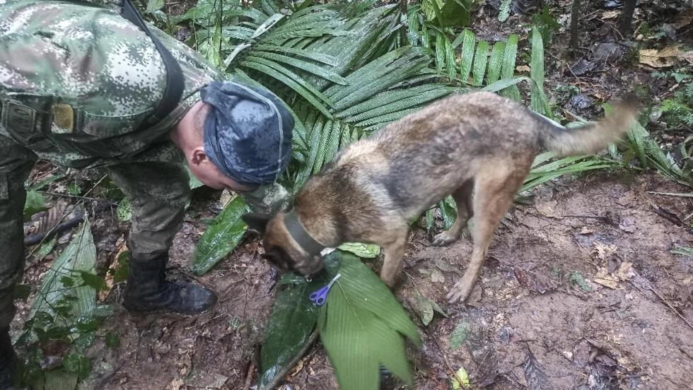 Binh sĩ Colombia tham gia tìm kiếm cùng chó nghiệp vụ. Ảnh: Quân đội Colombia