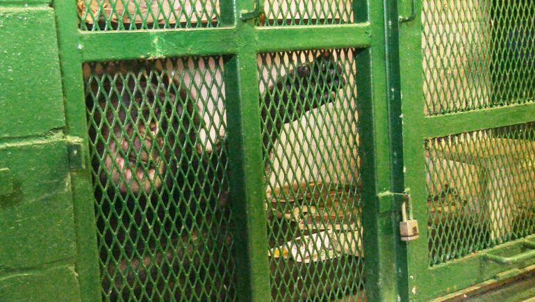 Tommy trong lồng sắt. Ảnh: NhRP