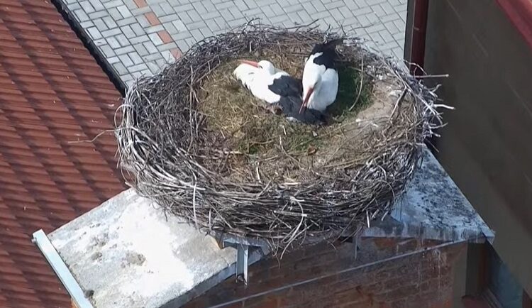 Hai con cò cái chung sống và thay phiên nhau ấp trứng. Ảnh: CAM Chýnov