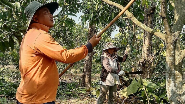 Vợ chồng chị Linh chăm sóc vườn xoài ở Định Quán. Ảnh: An Phương