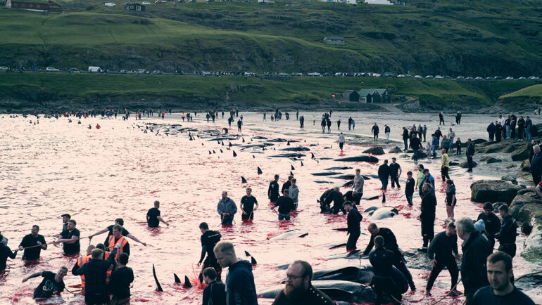 Những người săn cá heo ở Leynar, quần đảo Faroe ngày 14/6. Ảnh: AFP/Sea Shepherd