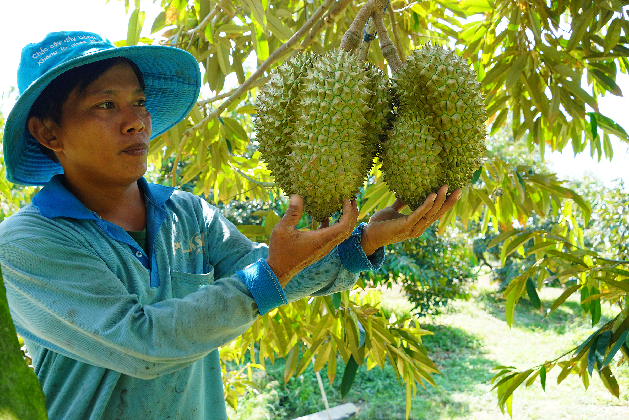 Vườn sầu riêng 1 tại Tân Thạnh, Long An. Ảnh: Hoàng Nam