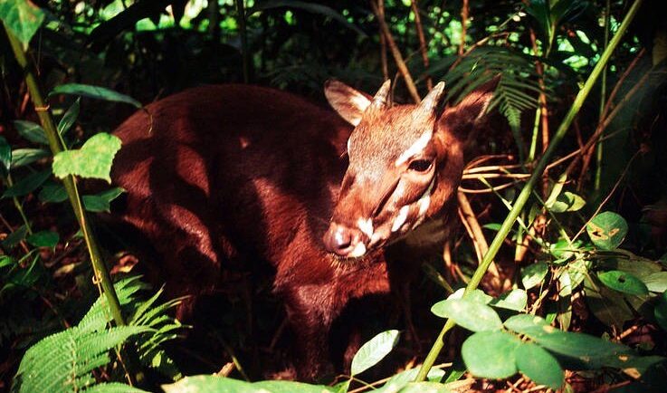 Sao la là loài thú móng guốc quý hiếm của núi rừng Việt Nam. Ảnh: WWF Việt Nam