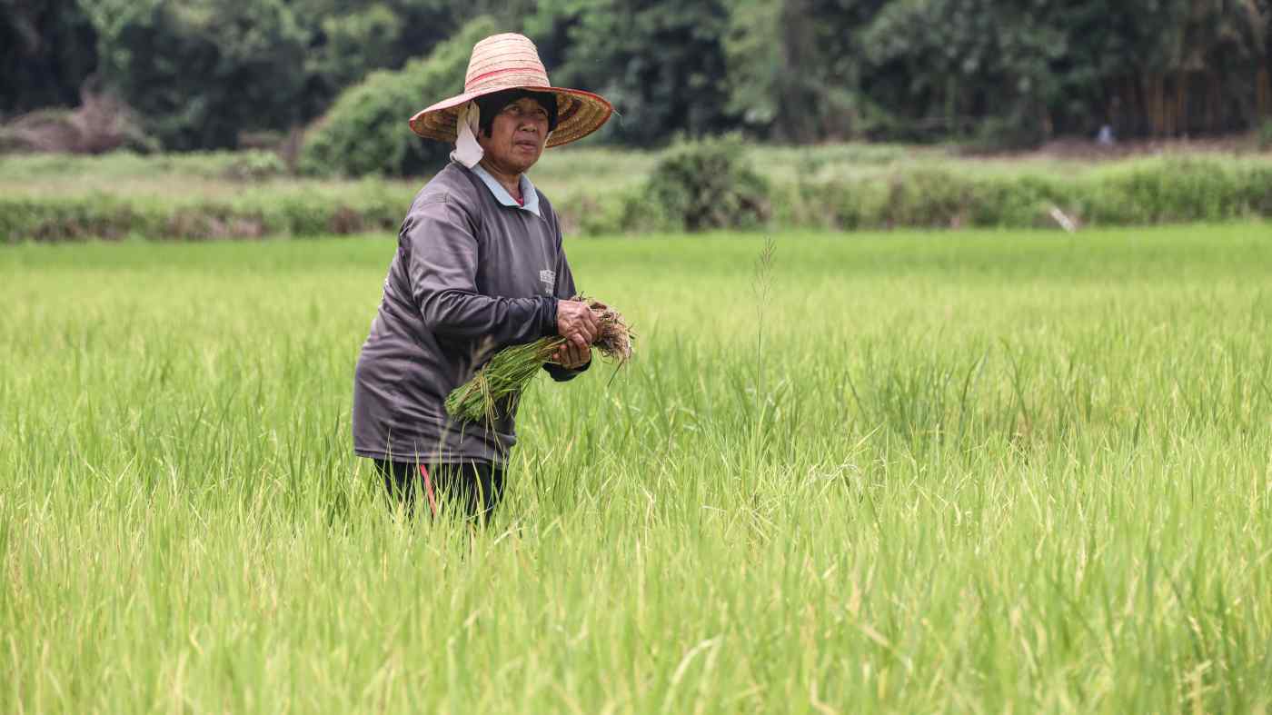 Một nông dân làm việc trên cánh đồng lúa ở tỉnh Khon Kaen, Thái Lan. Ảnh: Ken Kobayashi