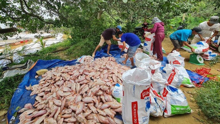 Cá diêu hồng chết được người dân vớt lên bán rẻ cho thương lái làm phân bón. Ảnh: Thái Hà