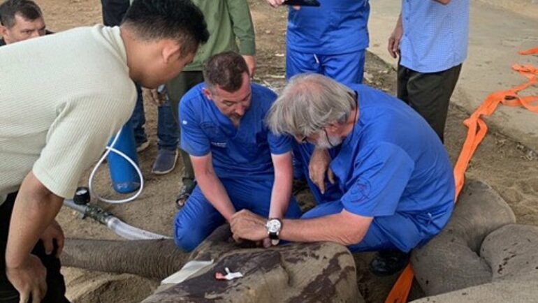 Các chuyên gia nước ngoài phẫu thuật lấy 2 ngà voi bị gãy. Ảnh: Ngọc Oanh