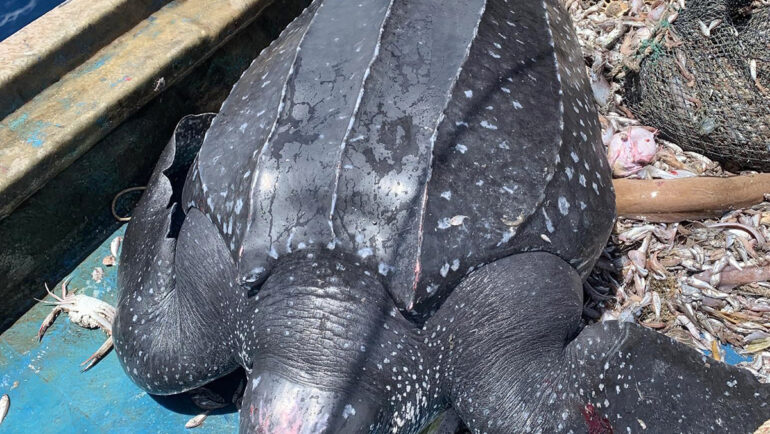 Con rùa biển mắc lưới ngư dân. Ảnh: Công Hậu