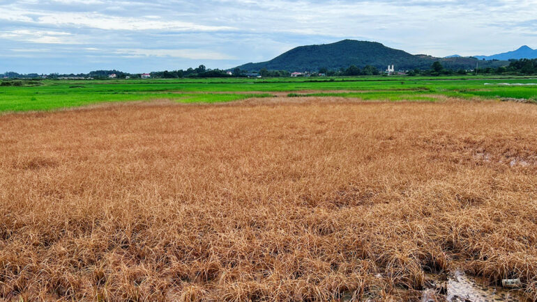 Nhiều diện tích lúa của người dân xã Gia Hanh cháy vàng do nhiễm dầu hôm 2/7. Ảnh:Đức Hùng