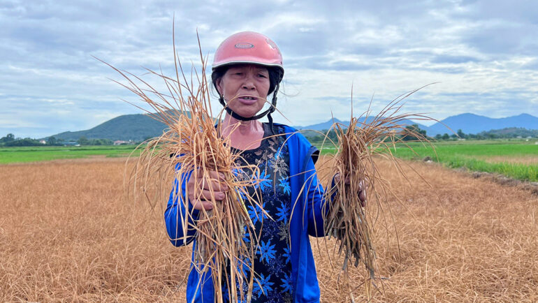 Bà Tân nhổ các cây lúa héo khô từ ruộng lên để vứt bỏ. Ảnh: Đức Hùng