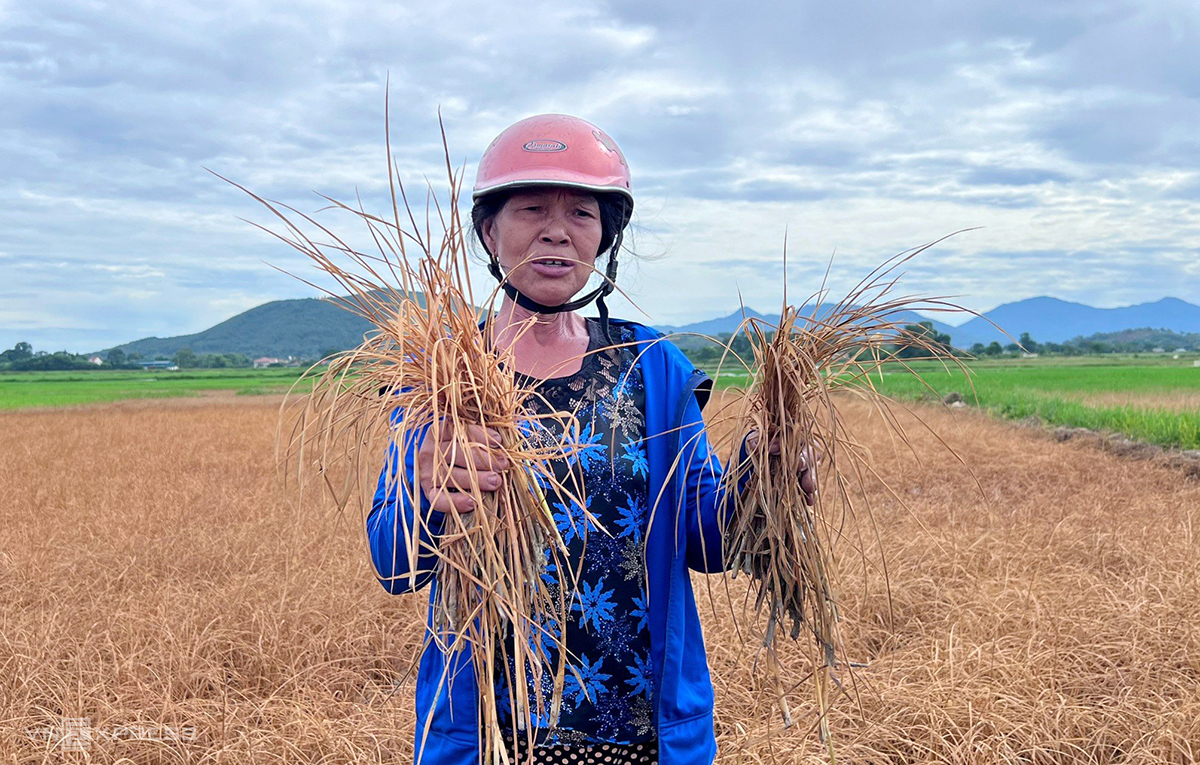 Bà Tân nhổ các cây lúa héo khô từ ruộng lên để vứt bỏ. Ảnh: Đức Hùng