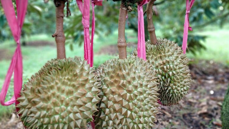 Sầu riêng tại vườn của Công ty cổ phần Hoàng Anh Gia Lai. Ảnh: Thi Hà