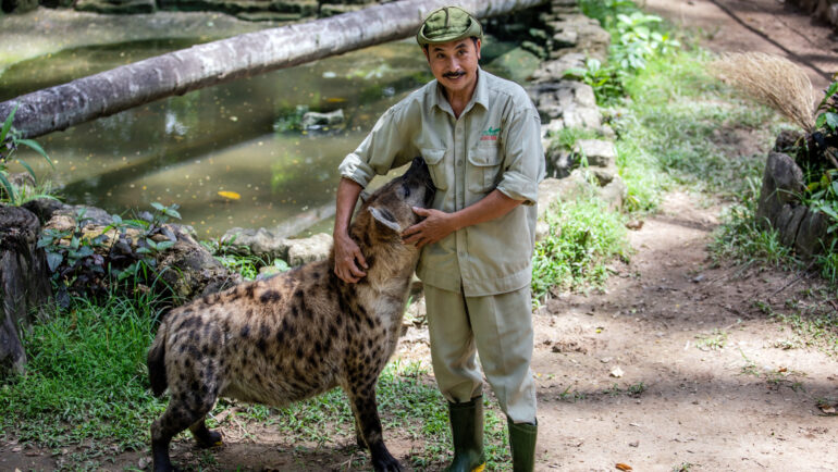 Một nhân viên của Thảo Cầm Viên đang chăm sóc con linh cẩu châu Phi, tháng 9/2019. Ảnh: Thành Nguyễn
