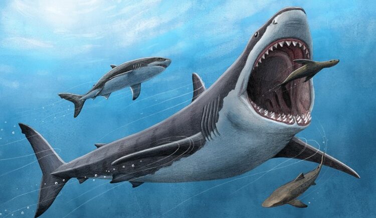 Mô phỏng cá mập megalodon tiền sử. Ảnh: UCLA