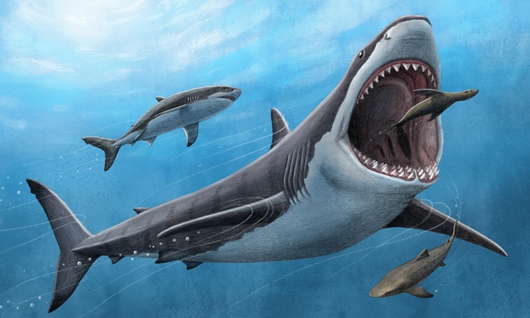 Mô phỏng cá mập megalodon tiền sử. Ảnh: UCLA