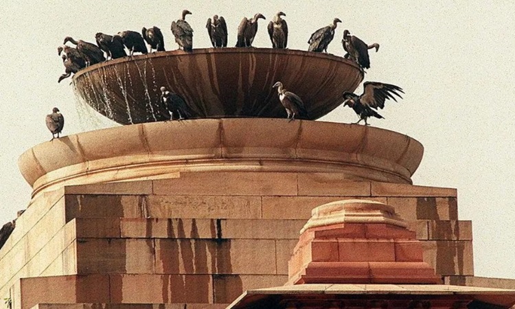 Kền kền đậu trên đài phun nước ở New Delhi. Ảnh: AFP