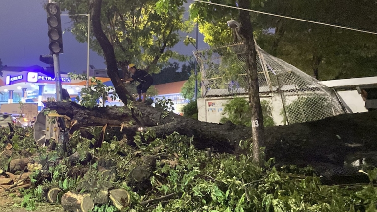 Cây xanh cao gần 15 m ngã làm sập tường, đè trúng một nam thanh niên đang lái xe máy trên đường Lý Chính Thắng, quận 3. Ảnh: Văn Minh