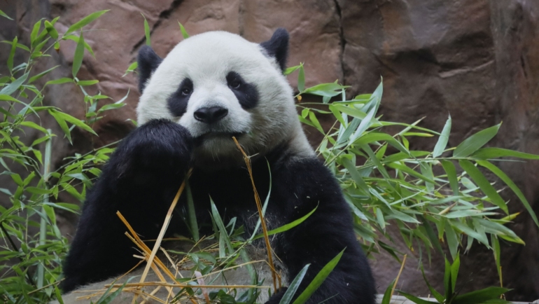 Gấu trúc Yun Chuan tại vườn thú San Diego, California, Mỹ, ngày 8/8. Ảnh: AFP