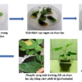 Sơ đồ quy trình chuyển gene trên cây đậu tương của nhóm nghiên cứu Viện Công nghệ Sinh học, Viện Hàn lâm Khoa học Công nghệ Việt Nam. Ảnh: Nhóm nghiên cứu