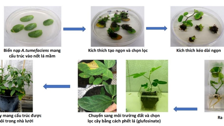 Sơ đồ quy trình chuyển gene trên cây đậu tương của nhóm nghiên cứu Viện Công nghệ Sinh học, Viện Hàn lâm Khoa học Công nghệ Việt Nam. Ảnh: Nhóm nghiên cứu