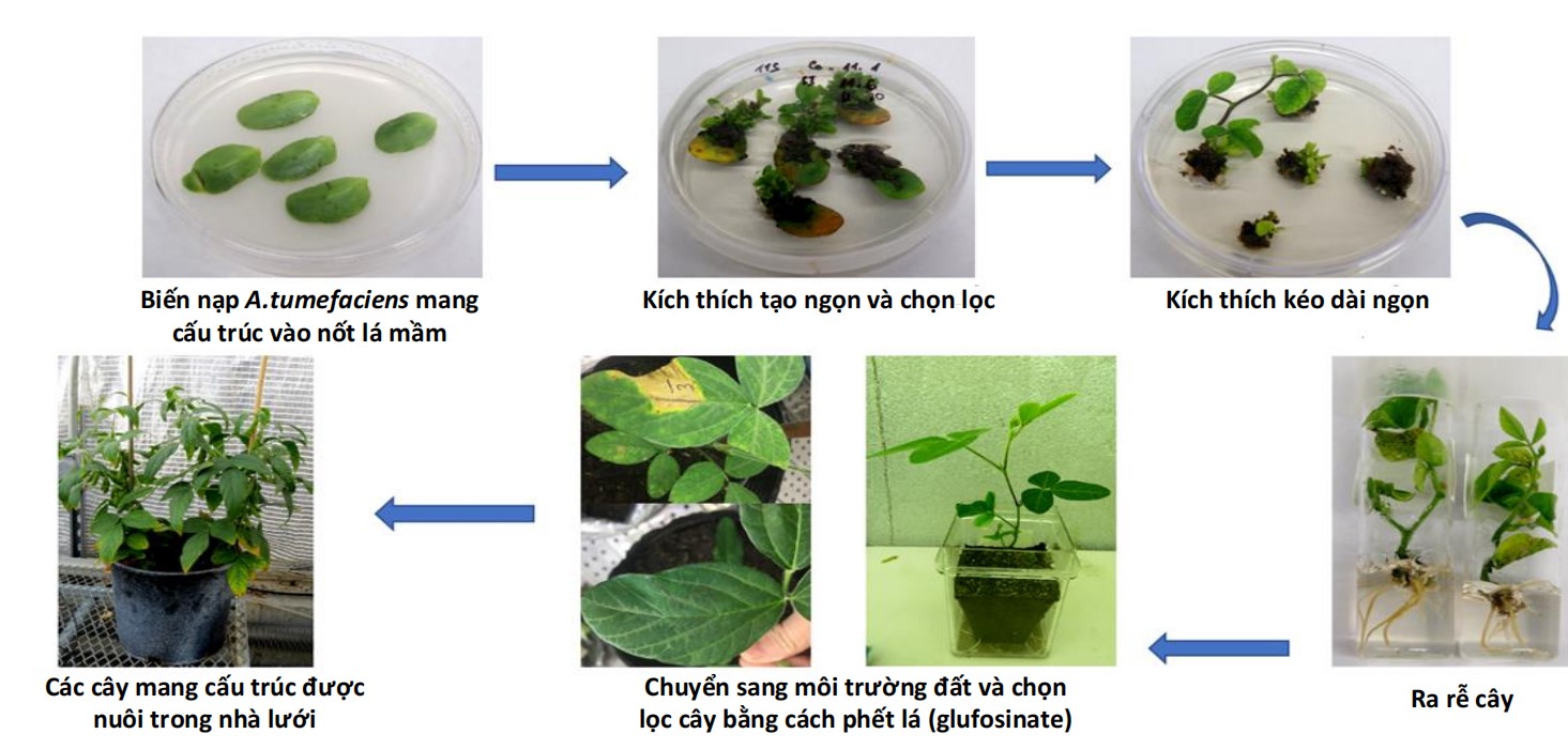 Sơ đồ quy trình chuyển gene trên cây đậu tương của nhóm nghiên cứu Viện Công nghệ Sinh học, Viện Hàn lâm Khoa học Công nghệ Việt Nam. Ảnh: Nhóm nghiên cứu