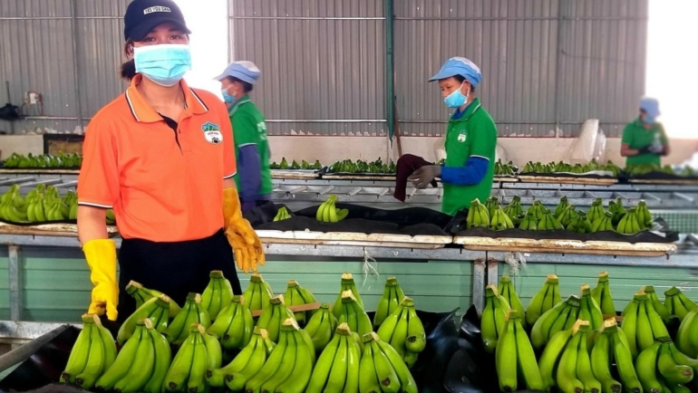 Xưởng sơ chế chuối của Hoàng Anh Gia Lai. Ảnh: Thi Hà