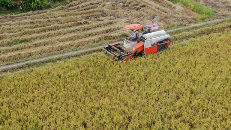 Thu hoạch lúa ở thị trấn Tân Túc (huyện Bình Chánh)ngày 1/9/2021. Ảnh: Quỳnh Trần