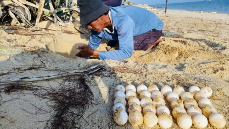 Ông Huỳnh Văn Mãng, tình nguyện viên của khu bảo tồn Hòn Cau đang xếp trứng chuẩn bị đưa về bãi ấp. Ảnh: Yến Phi