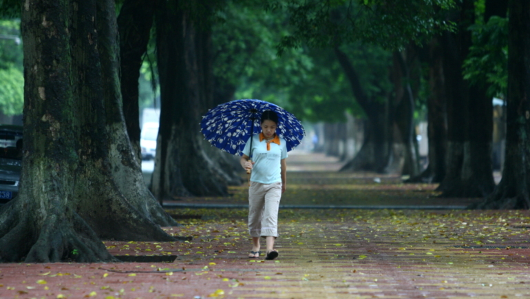 Hàng cây xấu cổ thụ trên phố Phan Đình Phùng. Ảnh: Lê Bích