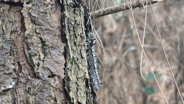 Sâu róm bám trên cây thông tại rừng phòng hộ ở huyện Nghi Lộc. Ảnh: Hùng Lê
