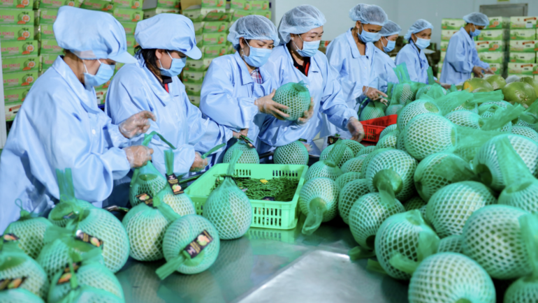 Bưởi được đóng gói và kiểm tra trước khi xuất khẩu. Ảnh: Vina T&T