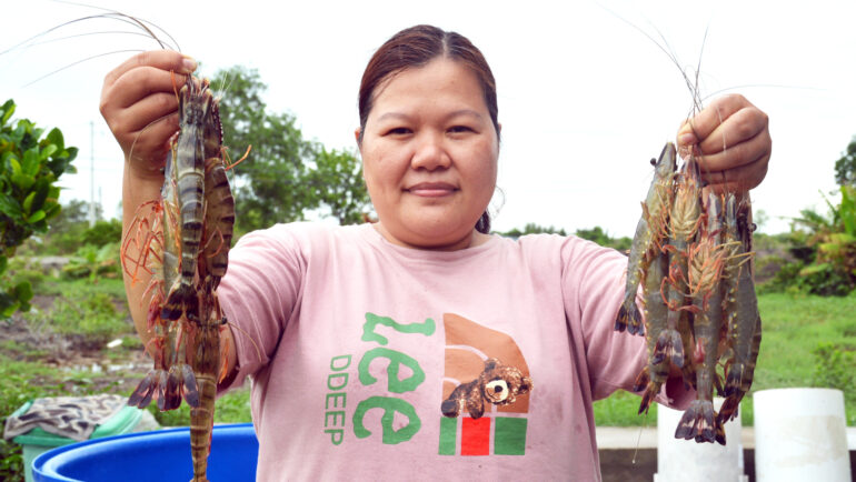 Chị Mai Thị Thùy Trang thu hoạch tôm sú sinh thái tại vuông tôm của gia đình. Ảnh: Chúc Ly