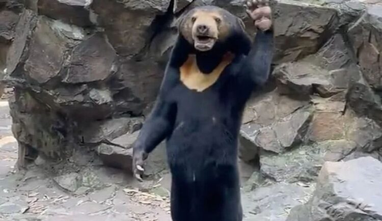 Gấu chó vẫy tay khi đứng thẳng bằng hai chân. Ảnh: Independent