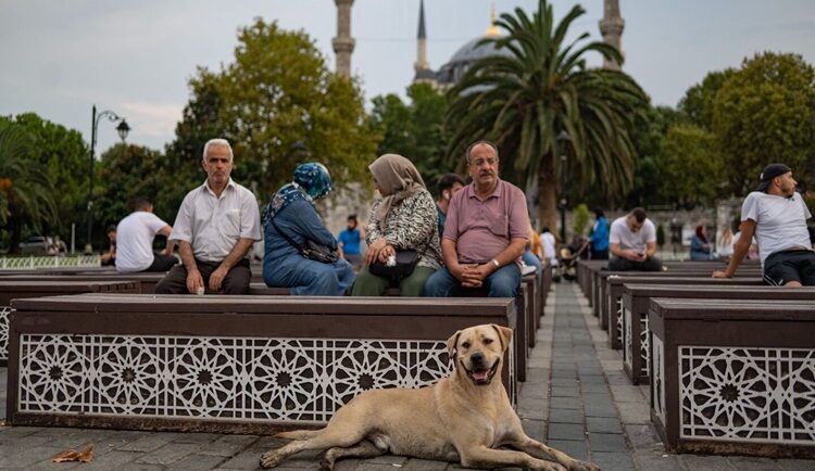 Một con chó hoang ở trước Nhà thờ Hồi giáo Sultan Ahmed ở Istanbul. Ảnh: Al-Monitor