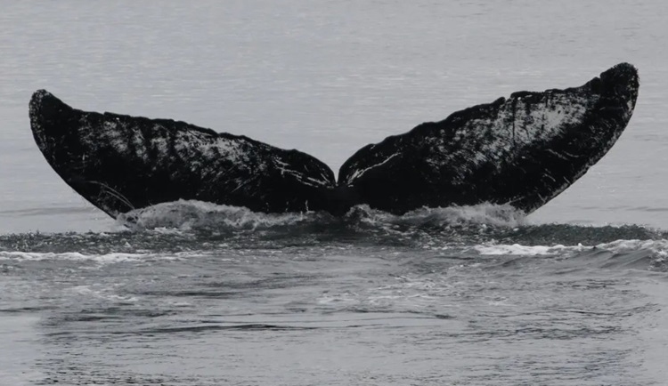 Thùy đuôi của Old Timer do Adam Pack chụp hôm 29/7 ở eo biển Frederick. Ảnh: Adam Pack