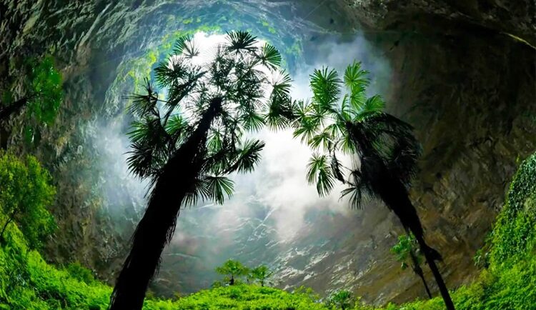 Cây cổ đại mọc xanh tốt bên trong miệng hố thiên đường. Ảnh: Earth