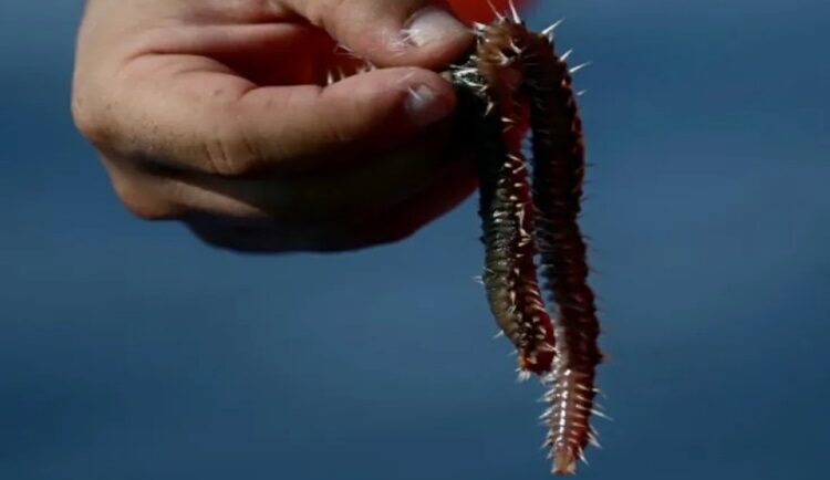 Giun lửa râu sẽ tái sinh khi bị cắt đôi. Ảnh: AFP